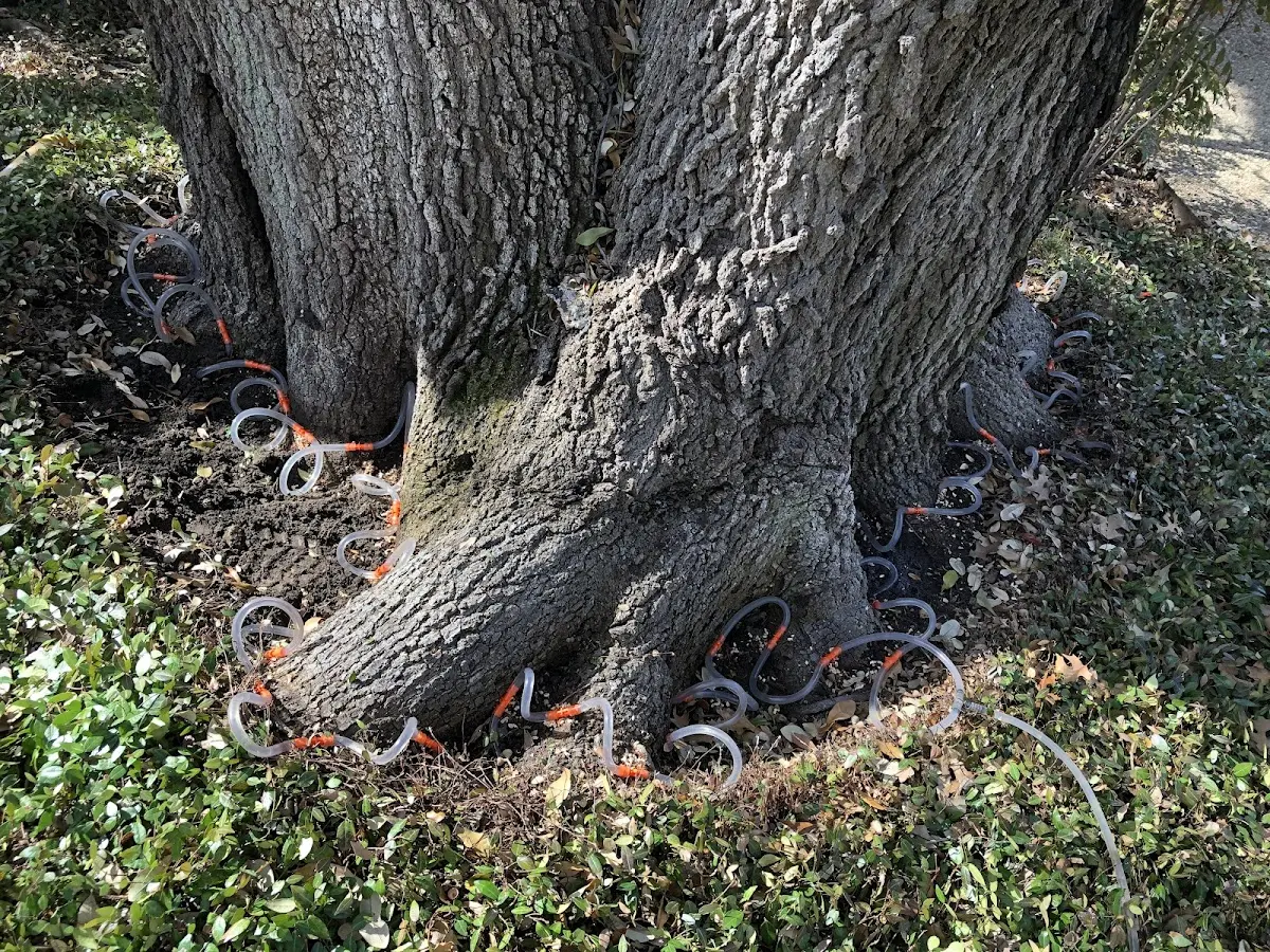 Detailed Tree Cabling and Bracing job site in Macon