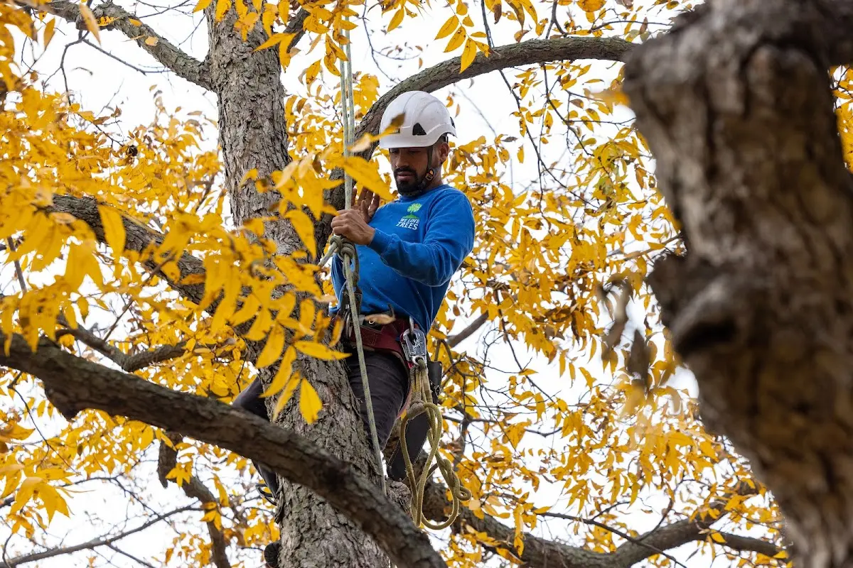Skilled Tree Planting crew working in Macon