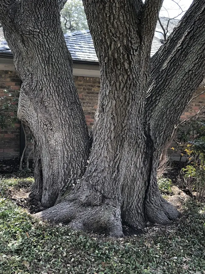 Mature heritage tree close to a Macon property cared for by certified arborists